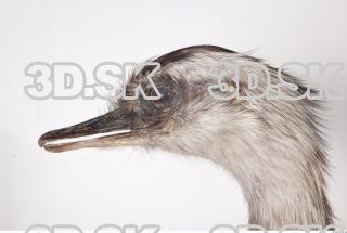 Emus head photo reference 0088